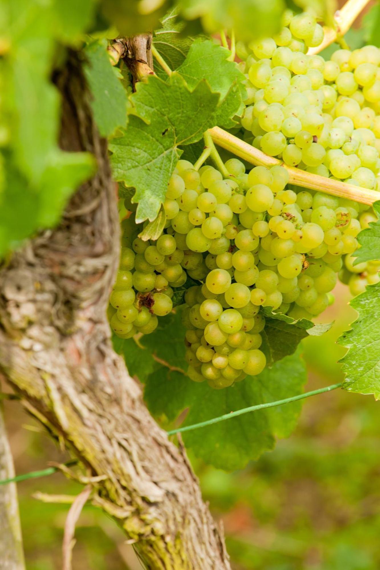 Wein- Und Sektgut Markus Hensler Briedel Exterior photo